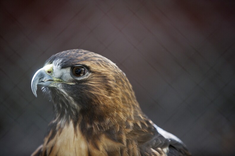 A Red-Eyed Hawk is one of several resident animals at the  Whittier Narrows Nature Center. The center also has two raccoons and a barn owl.