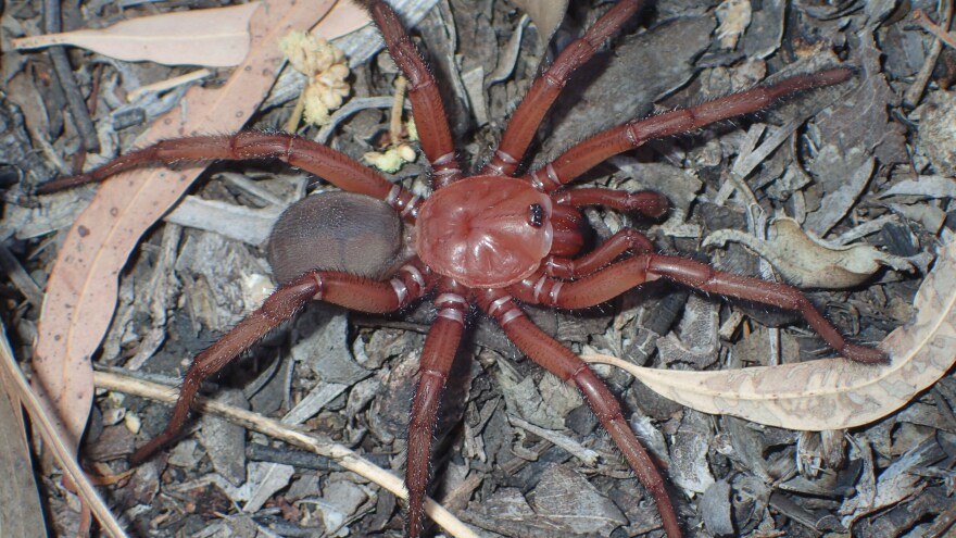 A <em>Euoplos dignitas</em> spider.