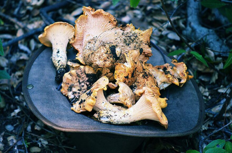 2011_02_01-chanterelles.jpg