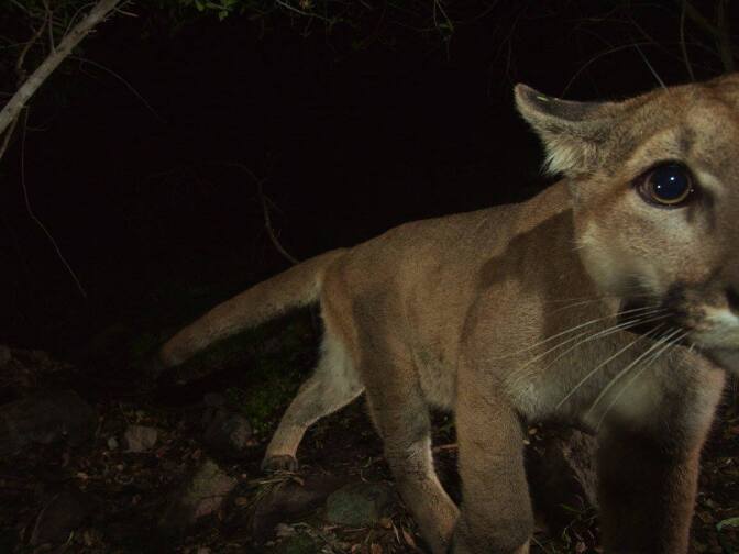 Mountain lion P-19 roams the Santa Monica Mountains. She was recently spotted by remote camera at the western end of the mountain range.