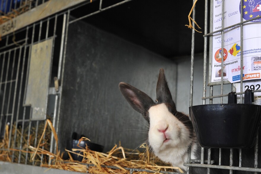 A rabbit looks on during the first European rabbit hopping championships, which Lada Sipova-Krecova of Czech Republic won, on October 30, 2011 in Wollerau, Switzerland. 