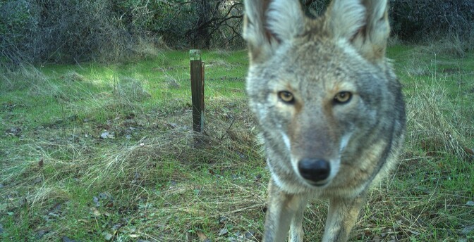 A closeup image of a coyote on a wildlife camera, with a grassy area in the background.
