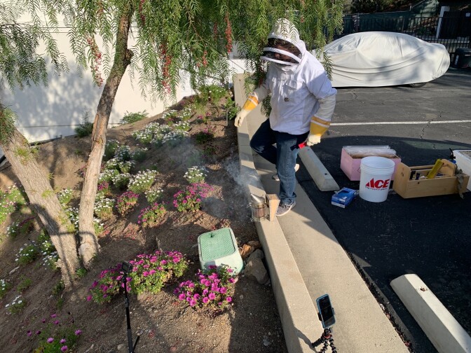A man wearing a white beekeeing jacket, netted hood and yellow gloves steps over a low retaining wall, upon which a beekeeping tool is perched. On the hill he's stepping towards, small flower plants are planted in the dirt as well as a tree. 