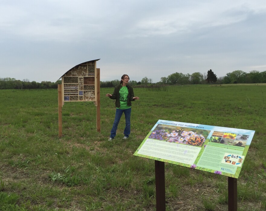 University of Kansas student Daphne Mayes demonstrating the bee hotel in Lawrence, Kansas, which contains more than 3000 rooms.   

