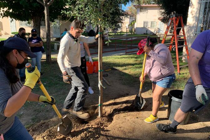 Several people shovels dig into dirt to plant trees; one person holding up a young tree, covering its roots with soil 