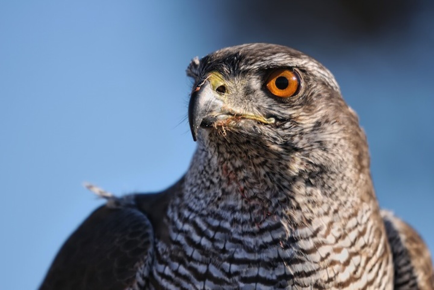 goshawk-shutterstock.jpg