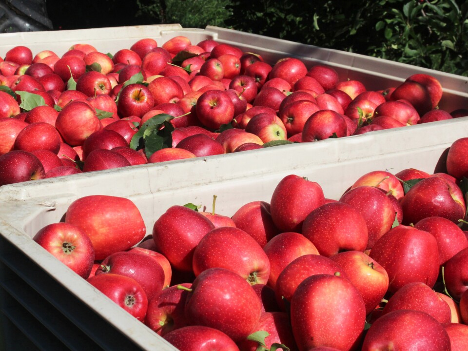 Each of these 23-bushel bins holds nearly 1,000 pounds of apples. Jose Martinez can pick 15 or 16 of these big bins each day: 15,000 pounds of apples.