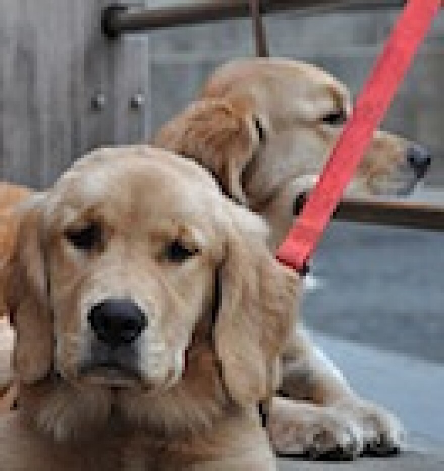 wehobandogcatstores.jpg
