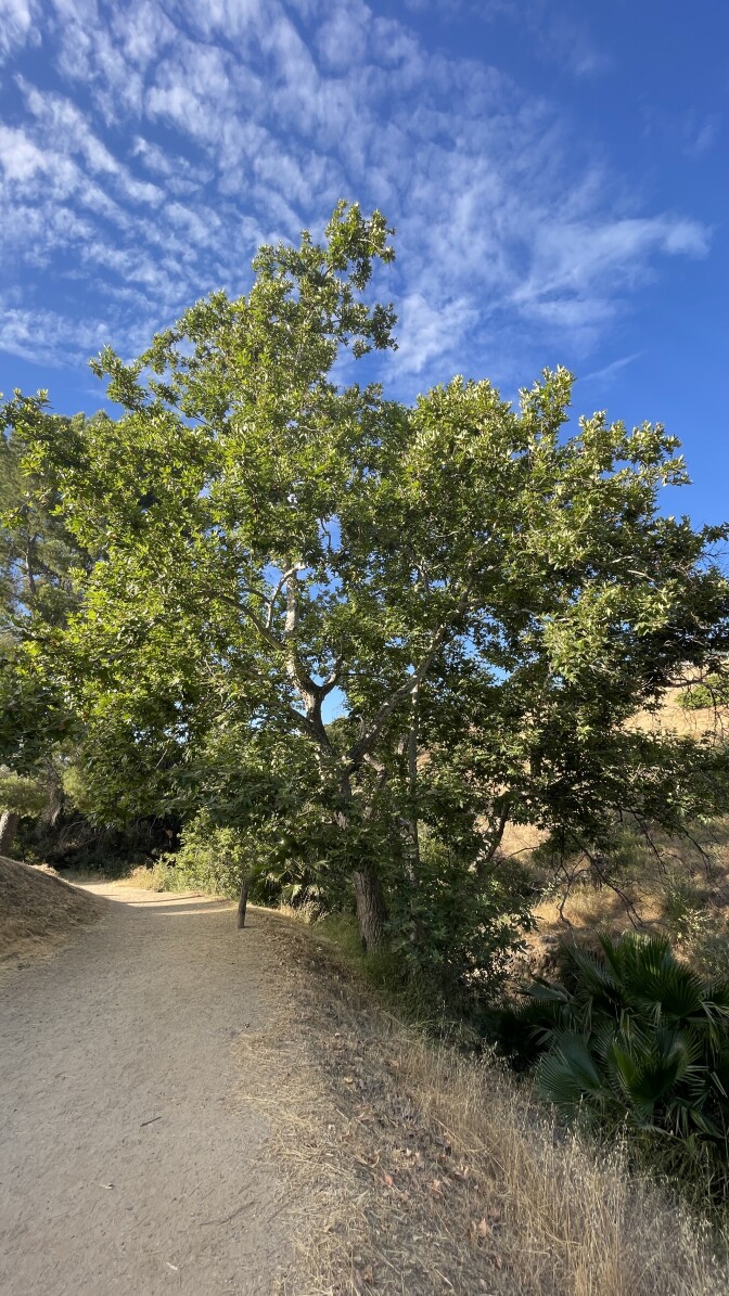 A tree growing next to a dirt path.