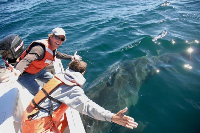 Sal Jorgensen (left) is a research scientist for Monterey Bay Aquarium's Project White Shark, celebrates a successful tagging of an adult great white shark of California's Farallon Islands.