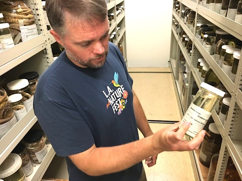 Greg Pauly, curator of reptiles and amphibians at the Natural History Museum of Los Angeles County holds up an embalmed snake.