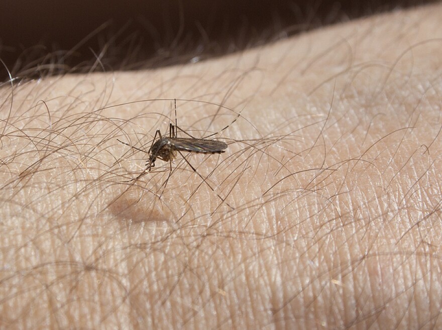 A mosquito on someone's hairy skin.