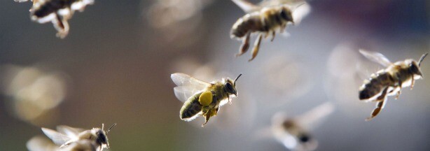 Bees, partly loaded with pollen, return to their hive on March 21, 2011 in Frankfurt/Main, central Germany.