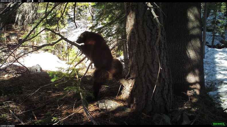'Buddy' the wolverine climbs some trees.