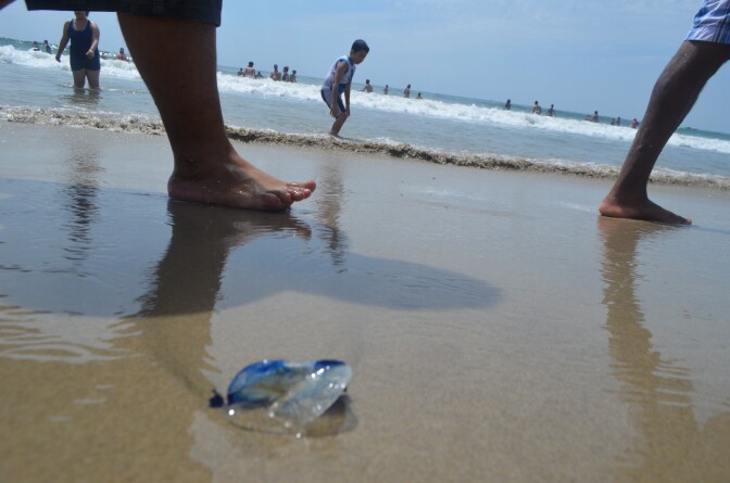 The number of jellyfish on the beach made their presence hard to ignore, though most beachgoers were not sure about what exactly the blueish things in the sand were.