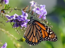 A Monarch butterfly is in a flower in Los Angeles, California on October 28, 2010. The Monarch is famous for its southward migration and northward return in summer in the Americas which spans the life of three to four generations of the butterfly. AFP PHOTO / GABRIEL BOUYS (Photo credit should read GABRIEL BOUYS/AFP/Getty Images)
