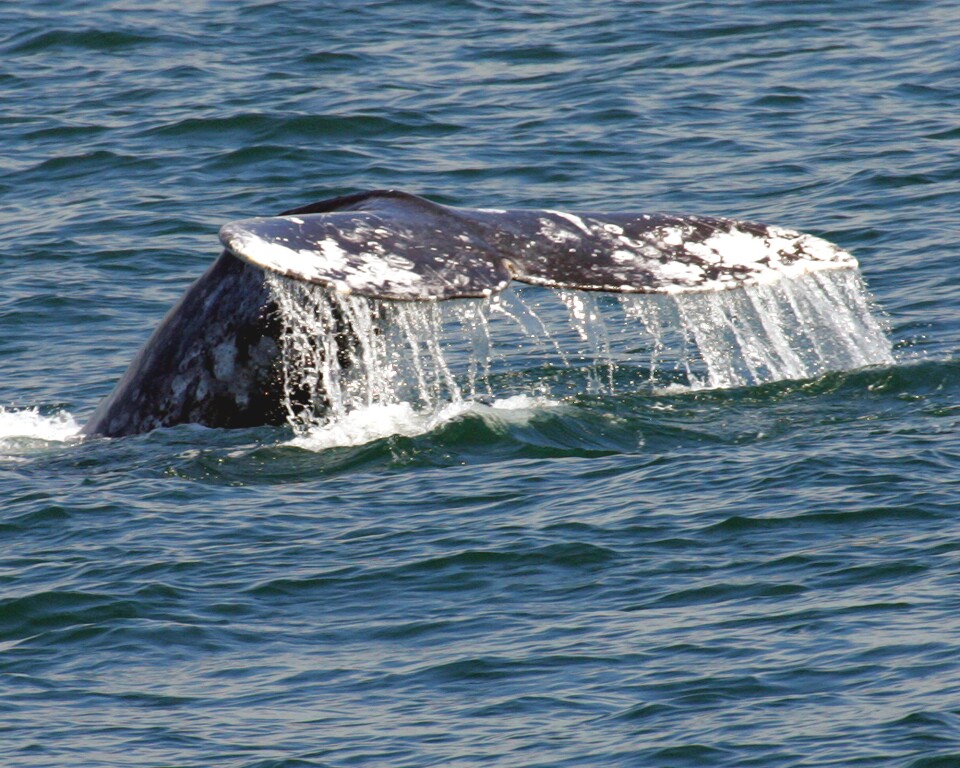The fin of a California Gray Whale is spotted off the coast of Dana Point. 