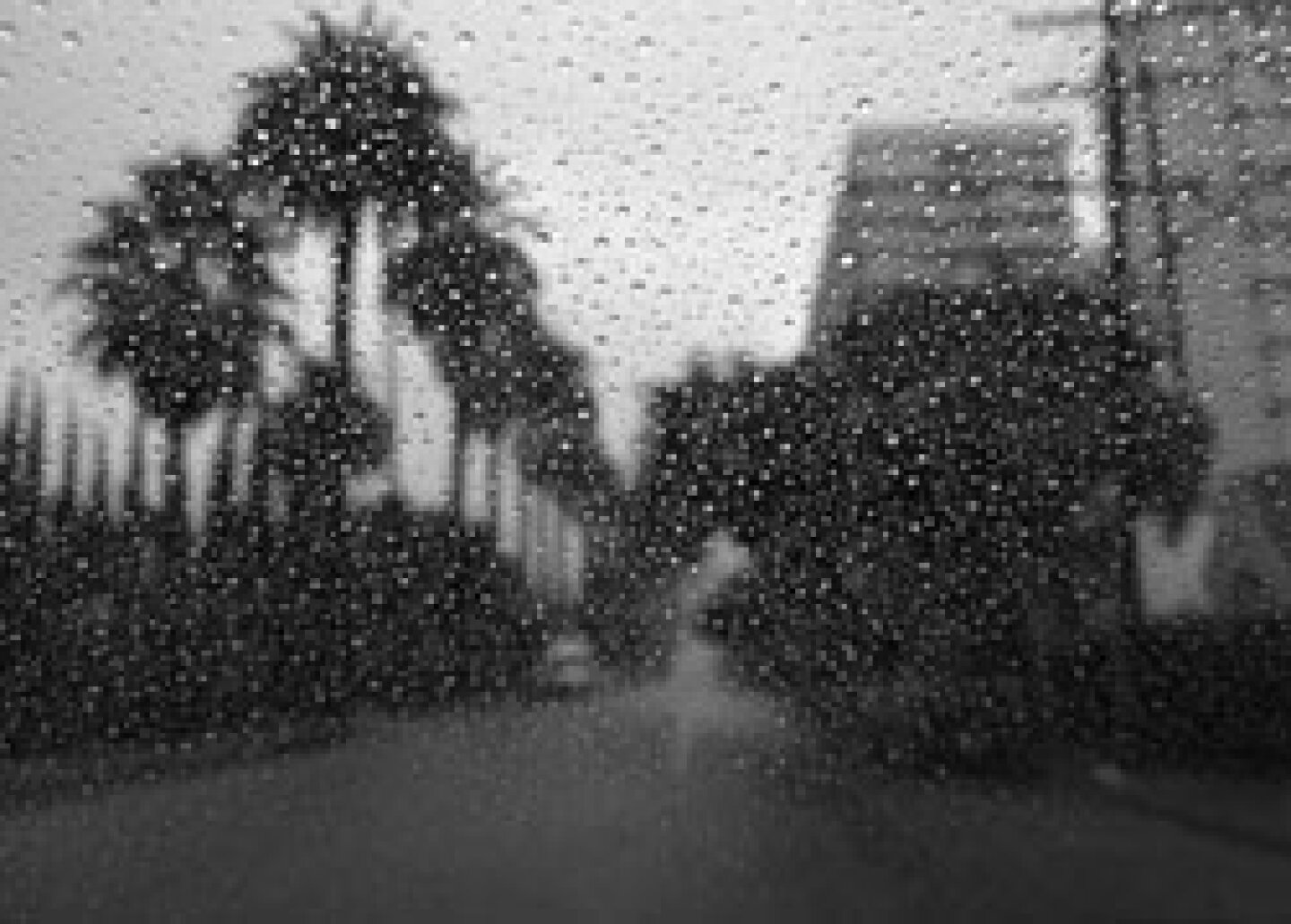 rain_doheny_2009.jpg