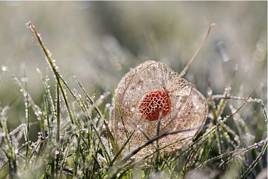 cold_grass.jpg
