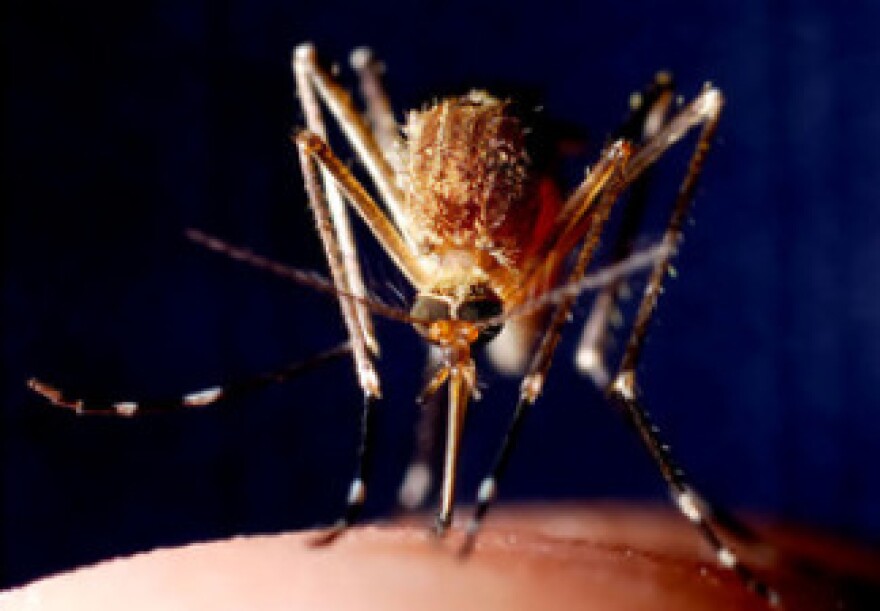 New research sheds light on how repellents keep mosquitos from biting.
