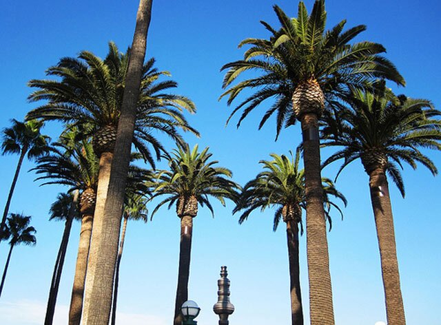 GO_palmtrees.jpg