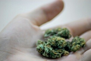 marijauna-conference.jpg