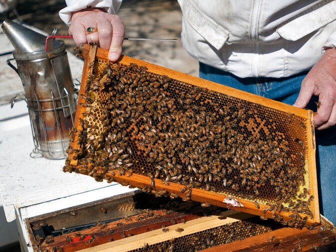 The U.S. Department of Agriculture and the Environmental Protection Agency Thursday released a new scientific report on the health of honeybees. Honeybees pollinate one third of everything humans eat, from lettuce to asparagus, zucchini, and other fruits and vegetables.