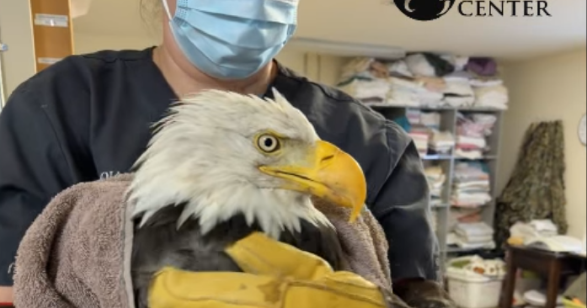 Photo: LAist An adult bald eagle is being swaddled in a towel and held by two hands wearing thick yellow gloves. A woman with a blue and