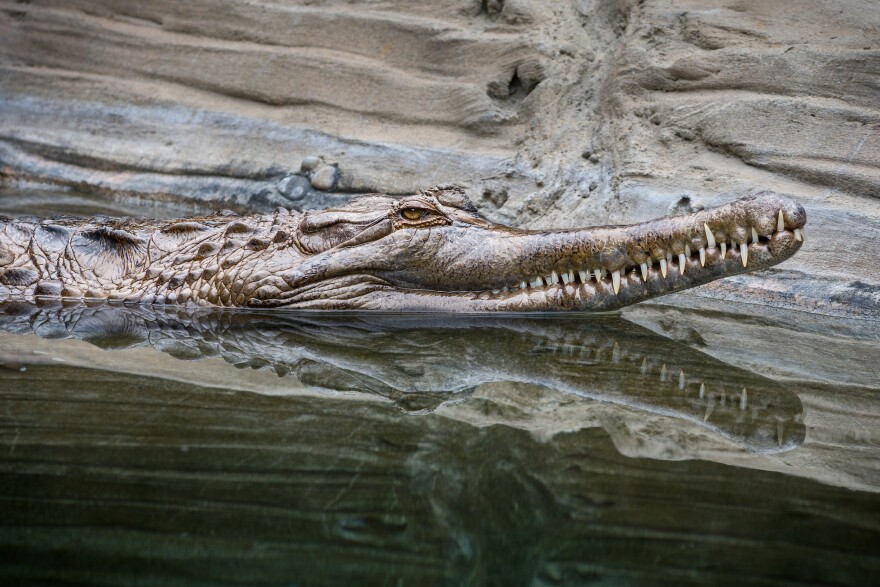 A tomistoma floating on top of water with its jaw above the water