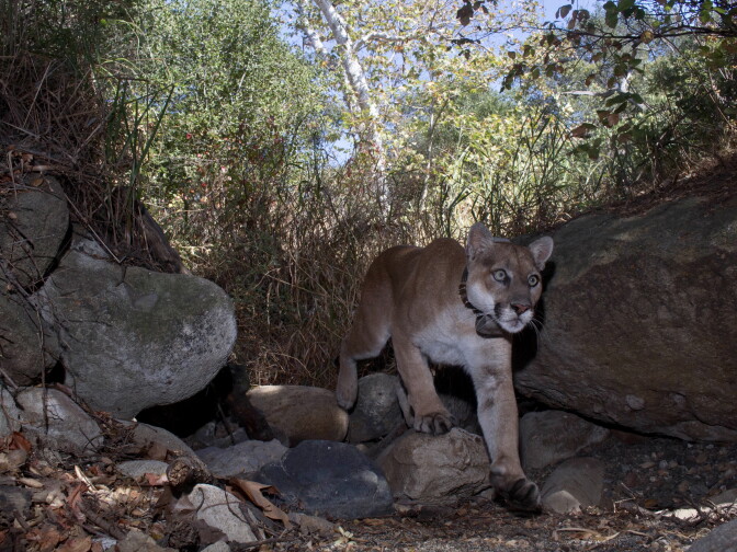 P22 walks by one of Miguel Ordeñana's wildlife cameras in the daylight.