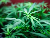 Marijuana plants for sale at Studio City's Perennial Holistic Wellness Center.