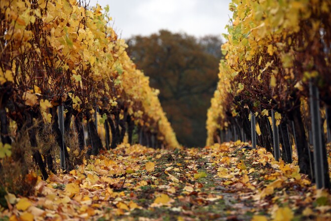 Colored leaves drop to the crown by the vines after harvesting the grapes in autumn at Ridgeview Vineyard on November 4, 2015 in Ditchling, England.