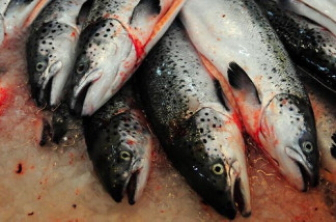 Salmon are ready to be washed and manufactured in Puerto Montt, southern Chile.