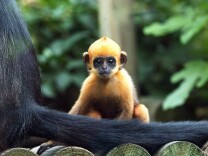 Two new endangered baby Francois' Langur monkeys were unveiled at the Los Angeles Zoo on Thursday. Here, a baby Francois' Langur monkey called Laa Laa (R) settles in following her July 6 birth at London Zoo, Regent's Park on August 5, 2004 in London.