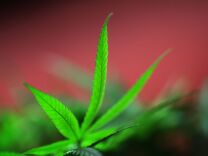 Marijuana plants grow at Perennial Holistic Wellness Center medical marijuana dispensary, which opened in 2006, on July 25, 2012 in Los Angeles. The Los Angeles City Council has unanimously voted to ban storefront medical marijuana dispensaries and to order them to close or face legal action.