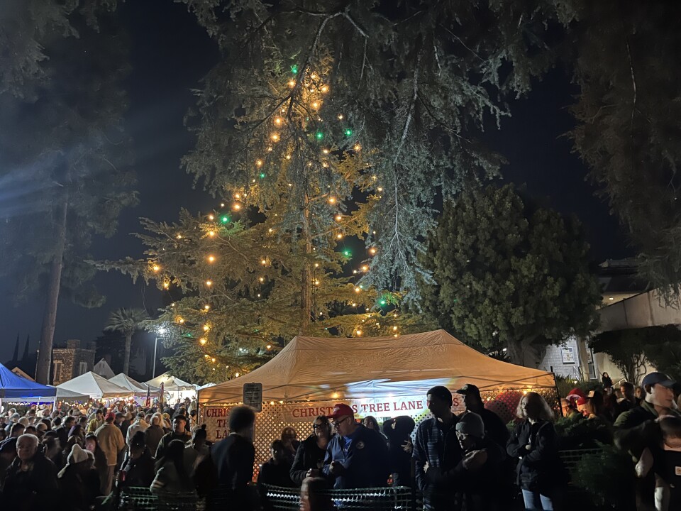 A tree with Christmas lights hung on it. Most of the lights are yellow, except for a number of them which are green.