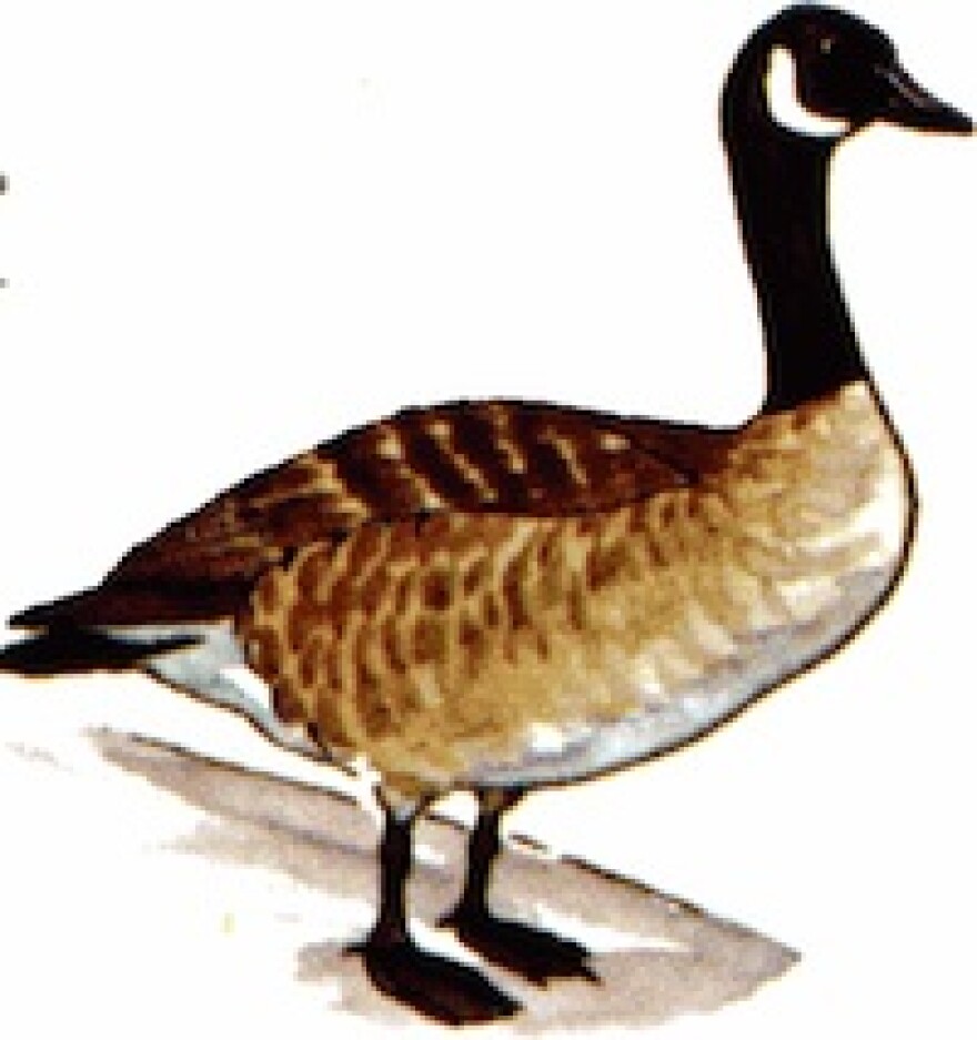 canadagoose.jpg