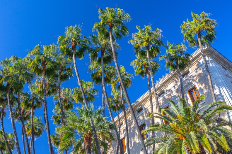 Bright green leaves of multiple palm trees sit atop soaring thin trunks in front of a multistory building.