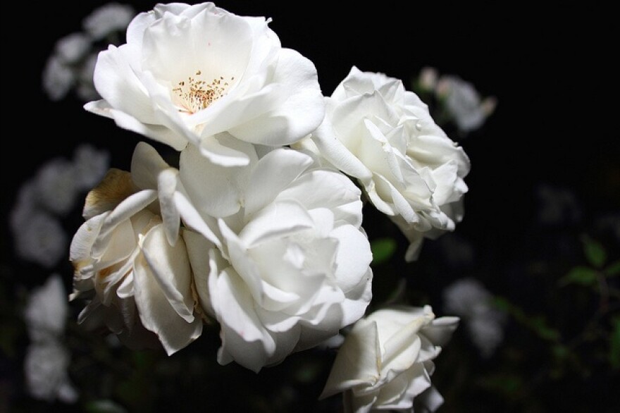 roses.jpg