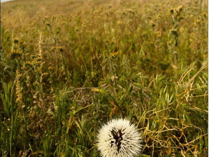 Poppy fields are full of side blotched lizards, writes Esotouric. 