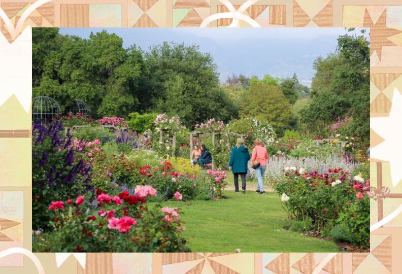 Two people, one wearing blue and one wearing pink, are walking away from camera in a beautiful garden, with a vibrant green lawn and red and pink roses surrounding it