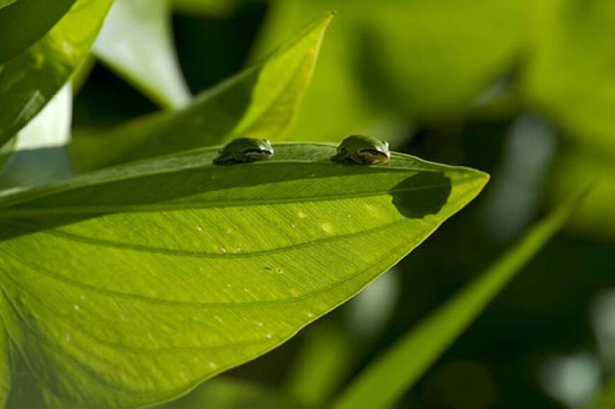 Green_Bugs_Leaf.jpg