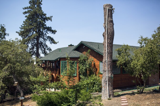 Mark Anderson and Jim Tietz attached lighting to a Ponderosa Pine that later died. Anderson says he's witnessed century-old trees die in a matter of weeks.