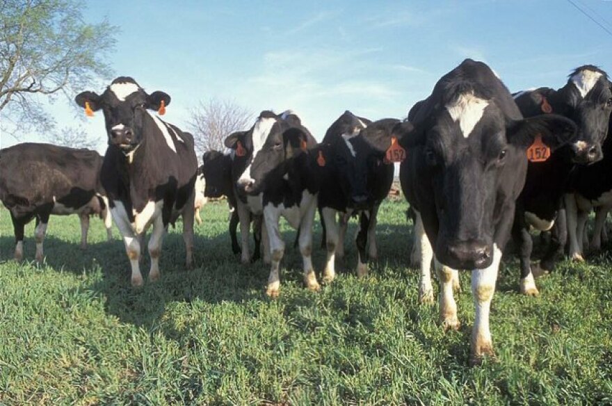 dairy_cows.jpg