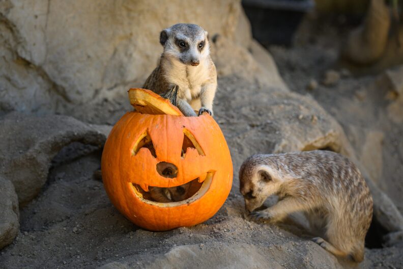 Image is three Meerkats, a pumpkin, and the background is rocks. One meerkat is sitting inside the pumpkin, the other is digging its hand inside and the third is off to the side smelling the ground/dirt.