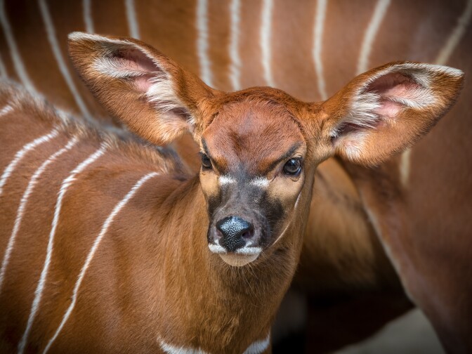 The Eastern Mountain Bongo is the first to be born at the Los Angeles Zoo in more than 20 years.