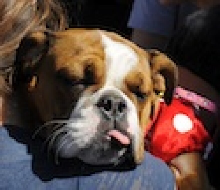hermosa-beach-dog-cat-sales-ban.jpg