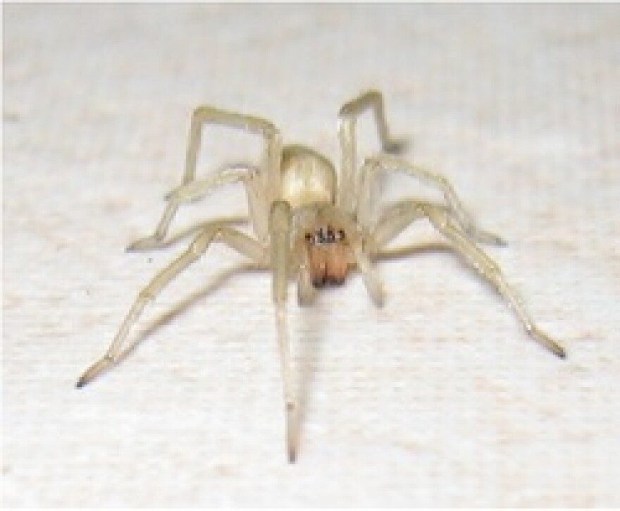yellow-sac-spider.jpg