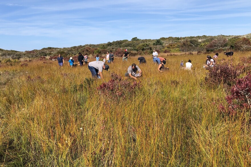Aquinnah Wampanoags on the island of Martha's Vineyard turn their attention to gathering wild cranberries during Cranberry Thanksgiving.