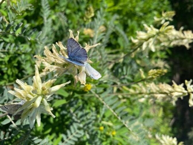 A small blue butterfly is sitting on a yellow flower. 